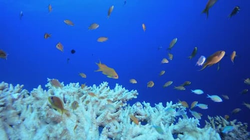 Escena de arrecifes: corales y peces