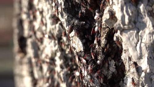 Insects Clustering Together on Tree Bark
