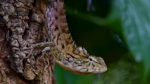 The Oriental Garden Lizard is also called the Eastern Garden Lizard, Bloodsucker and Changeable Liza