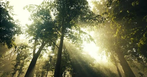 Sunlight Streaming Through Dense Tree Canopy in Tranquil Forest Setting