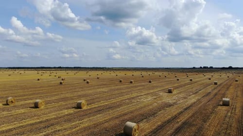 Aerial Footage of a Huge Field After Harvesting with a Lot of Round Hay Bales