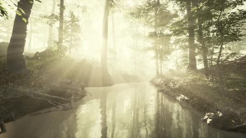 Pond in a Forest with Fog