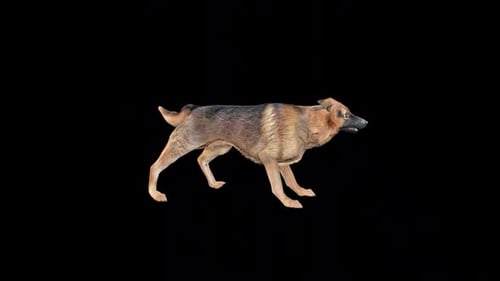 Aggressive German Shepherd Dog Barking Animated Loop