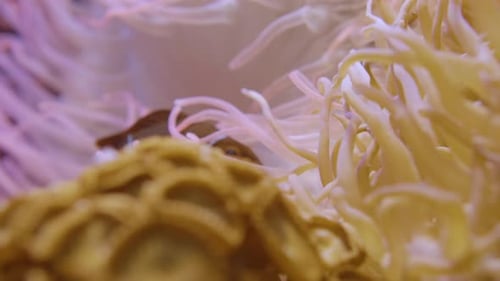 Sea Anemones and a Small Fish Underwater