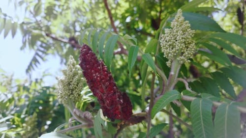 Close-up of Sumac Tree Branch in Summer Sunlight