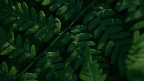 The green leaves of the summer fern create an atmospheric backdrop in forest environment. The lush