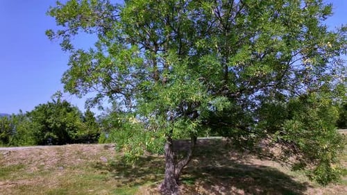 Green Tree in Sunny Crimea Landscape