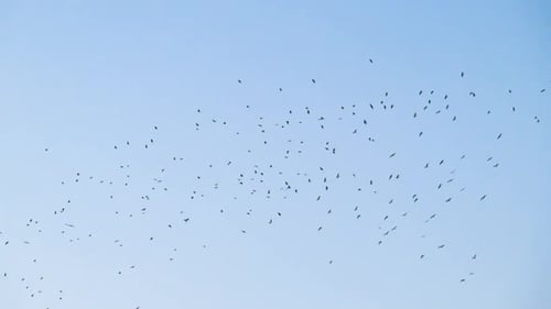 Flock of Birds Flying in the Blue Sky