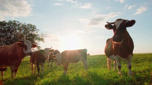 Curious cows look at the camera, at sunset