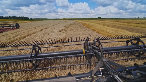 Agricultural works under blue cloudy sky. Machinery gathering ripe crop on the yellow field