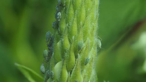 Fortes infestations de pucerons du lupin (albifrons) en train de se nourrir.