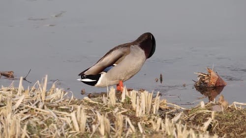 Male Mallard Duck Preening Feathers On Riverbank. - close up