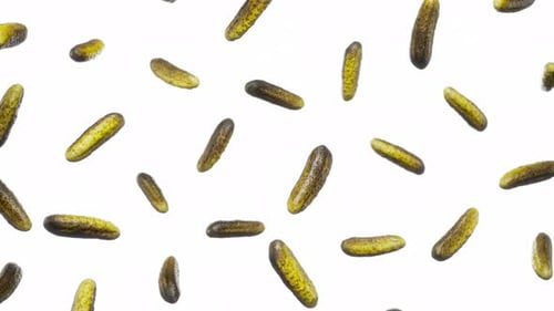 Falling Pickles Seamless Loop on White Background