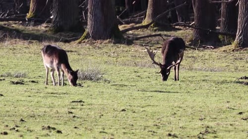 Two deer are grazing in a field