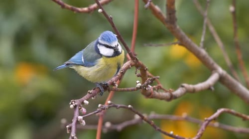 Eurasian Blue Tit