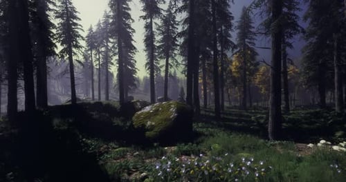 Tranquil Forest Landscape with Sunlight Filtering Through Tall Trees