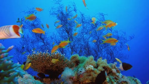 Colourful Underwater Reef Soft Corals