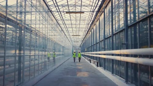 Engineers walking in glass greenhouse in daytime