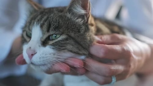 Cute face of a domestic cat in the female hands of vet doctor in a white coat close-up