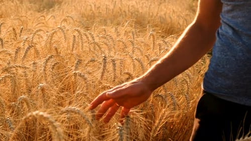 A Farmer in a Field of Wheat Checks Selective Focus