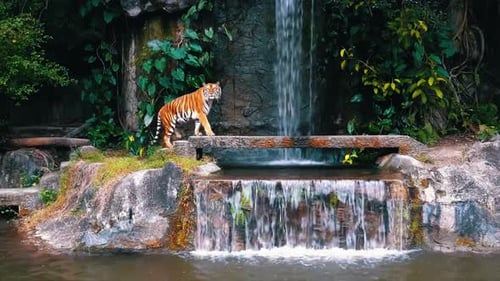 Amazing Wide View of Tiger Near Beautiful Waterfall