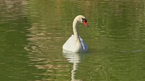 Lonely Swan Floating In Green Lake In Summer