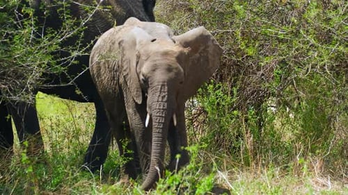 View from the front of a small baby elephant, contentedly walking in a meadow