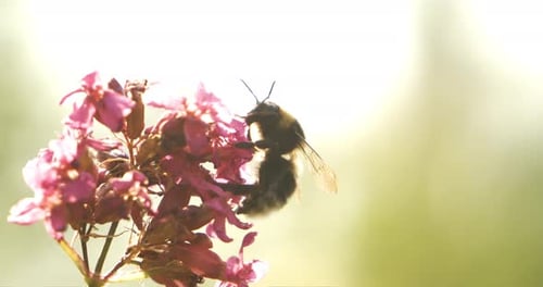 Hummel sammelt an sonnigen Tagen Blütennektar. Hummel mit Superzeitlupenkamera mit 1000 Bildern pro Sekunde aufgenommen
.