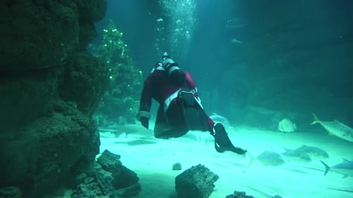 Scuba Santa Diver Swims With Fish by Christmas Tree