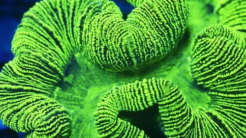 Trachyphyllia Coral Neon Green with Blue Stripes Under Actinic Light