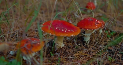 Close-Up of Red and White Spotted Mushrooms