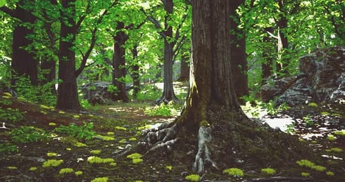 Beautiful Forest with Lush Greenery and Rocky Terrain During Daylight