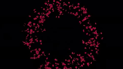 Red Rose Petals Scattering Alpha Channel Transition