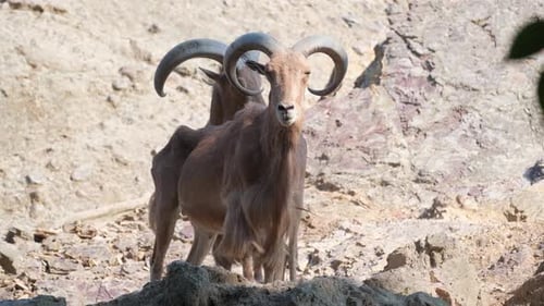 Cute Goats a Dog Breed on Rock with Majestic Views