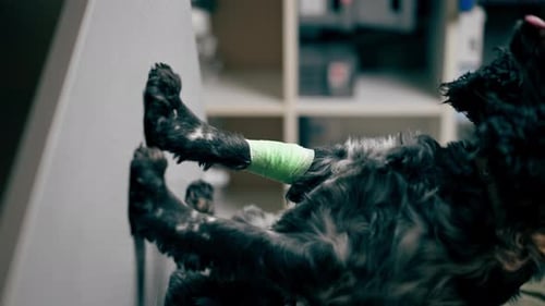 Vertical Video Closeup in a Veterinary Clinic the Doctor Holds Bandaged Paw of a Black Spaniel