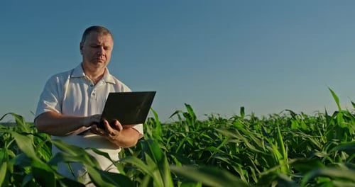 Man Using Laptop in Cornfield on Sunny Day