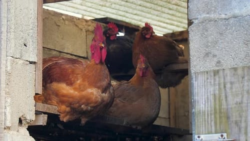 Chickens and a Rooster resting in a chicken coop