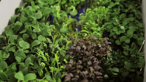 Différents types de microgreens, vue rapprochée du dessus