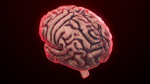 Die rechte kreative Hemisphäre im Vergleich zur linken logischen Hemisphäre.