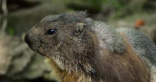 Marmots,(mus marmota), Argeles Gazost, Hautes Pyrenees, France
