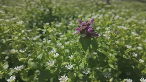 Spring Meadow with Purple Flower Blooming in Sunlight