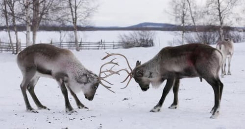 Fight between two reindeer in Lapland