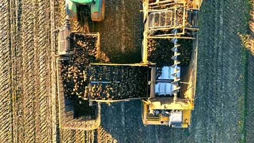 Aerial TOP View Harvesting Sugar Beet in an Agricultural Field Autumn Harvest of Agricultural Crops