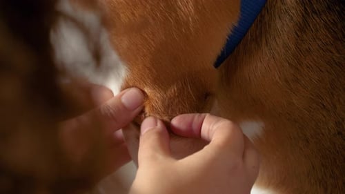 Removing Sticker from Dog's Paw in Home