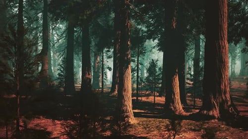 Majestic Sequoia Forest With Towering Trees