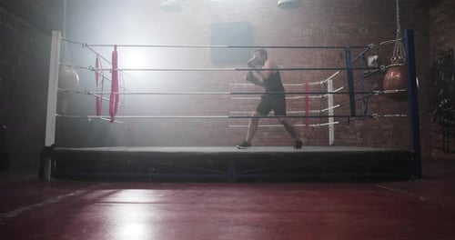 Erwachsener männlicher Boxer Shadowboy, King