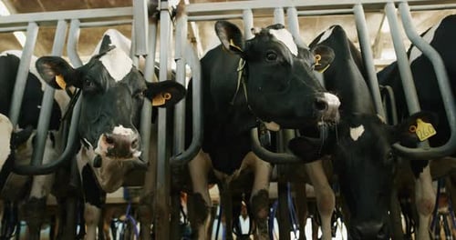 Black and White Cows Standing in a Dairy Barn