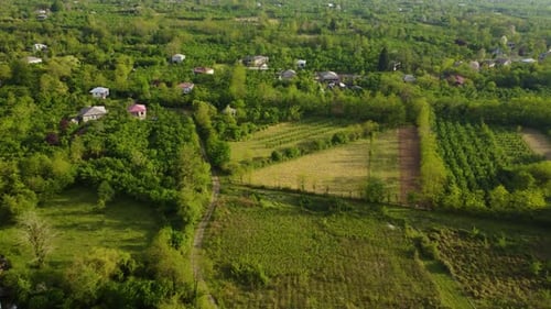 Gardens In The Summer Village