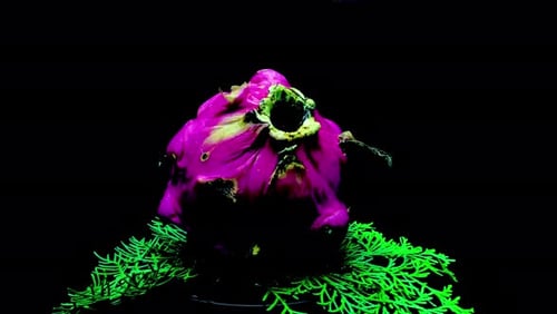 Bright Pink Dragonfruit on Green Needles