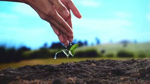 Close Up Of Farmer's Hands Watering A Tree Sprout After Planting It With Black Dirt Mud At The Farm